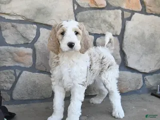 Labradoodle dogs for sale: Misty - Ad 2