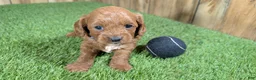Cavapoo dogs for sale: Sadie Boy 1 - Ad 3