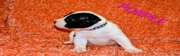 Presa Canario dogs for sale: Mr Purple  - Ad 15