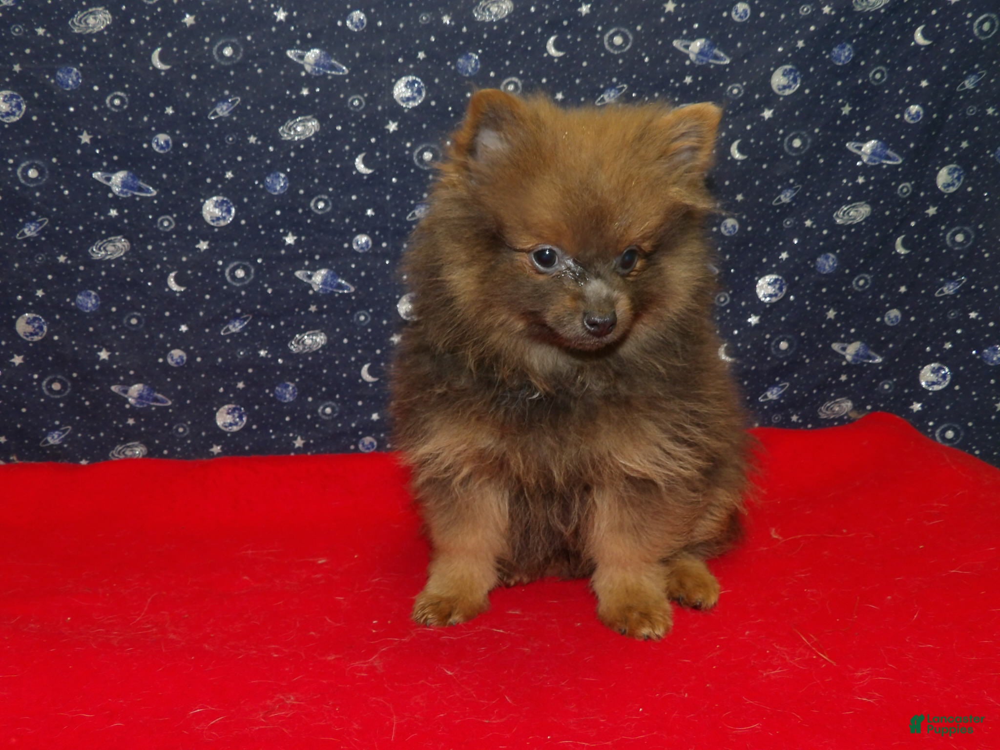 Pomeranian dogs Mac - Ad 42