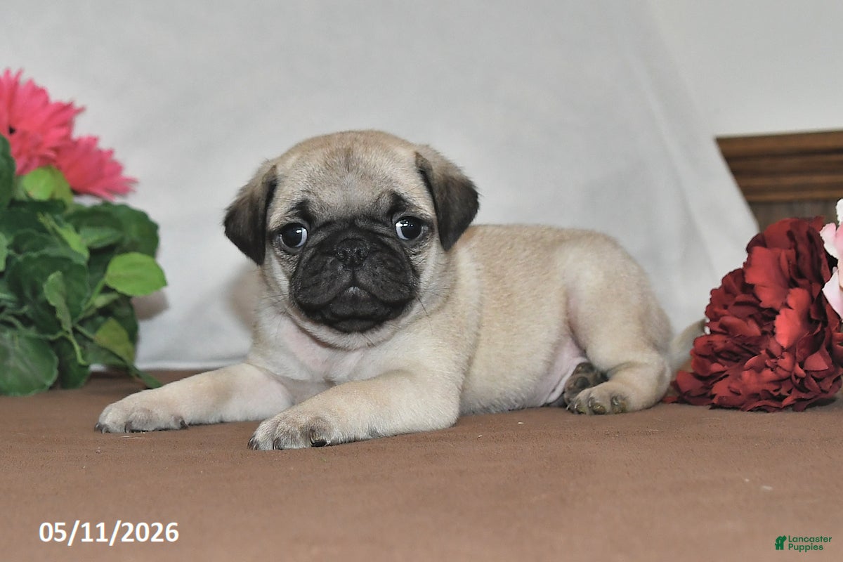 Pug dogs Shadow - Ad 2
