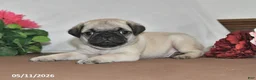 Pug dogs for sale: Shadow - Ad 2
