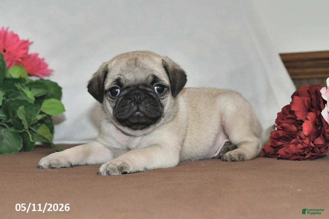 Pug dogs for sale: Shadow - Ad 2