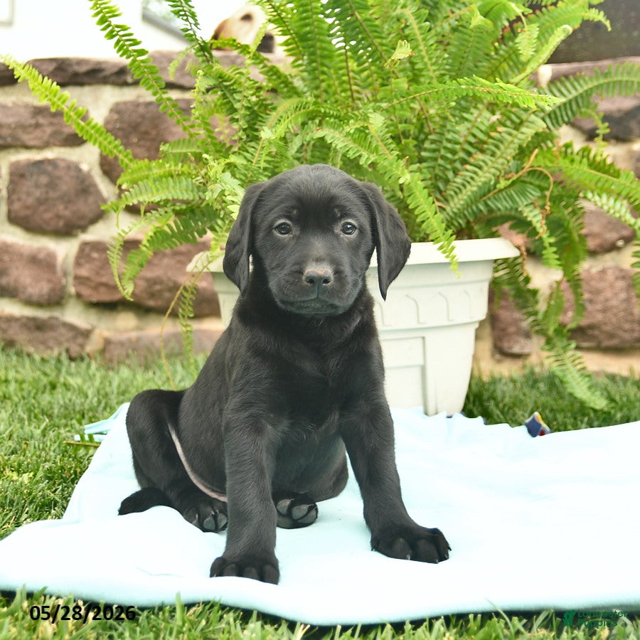 Labrador Retriever dogs Lightning - Ad 2