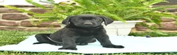 Labrador Retriever dogs for sale: Lightning - Ad 2