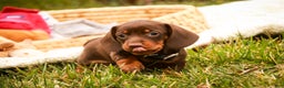 Miniature Dachshund dogs for sale: Barney - Ad 5