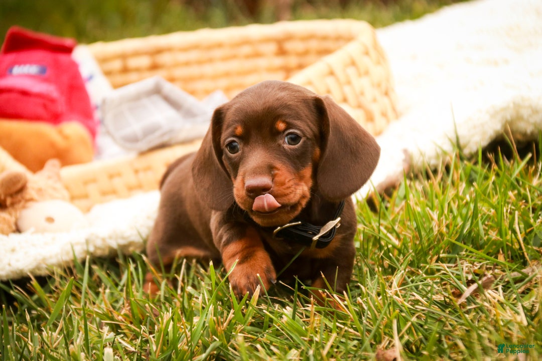 Miniature Dachshund dogs for sale: Barney - Ad 5