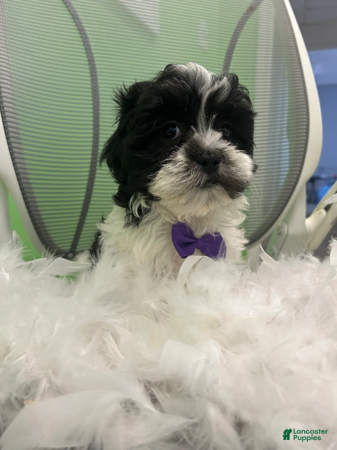 Malshi dogs for sale: Malshi Puppy 2 - Ad 2