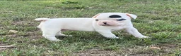 Frenchton dogs for sale: Frenchton 2 - Ad 4