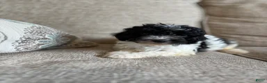 Domino 