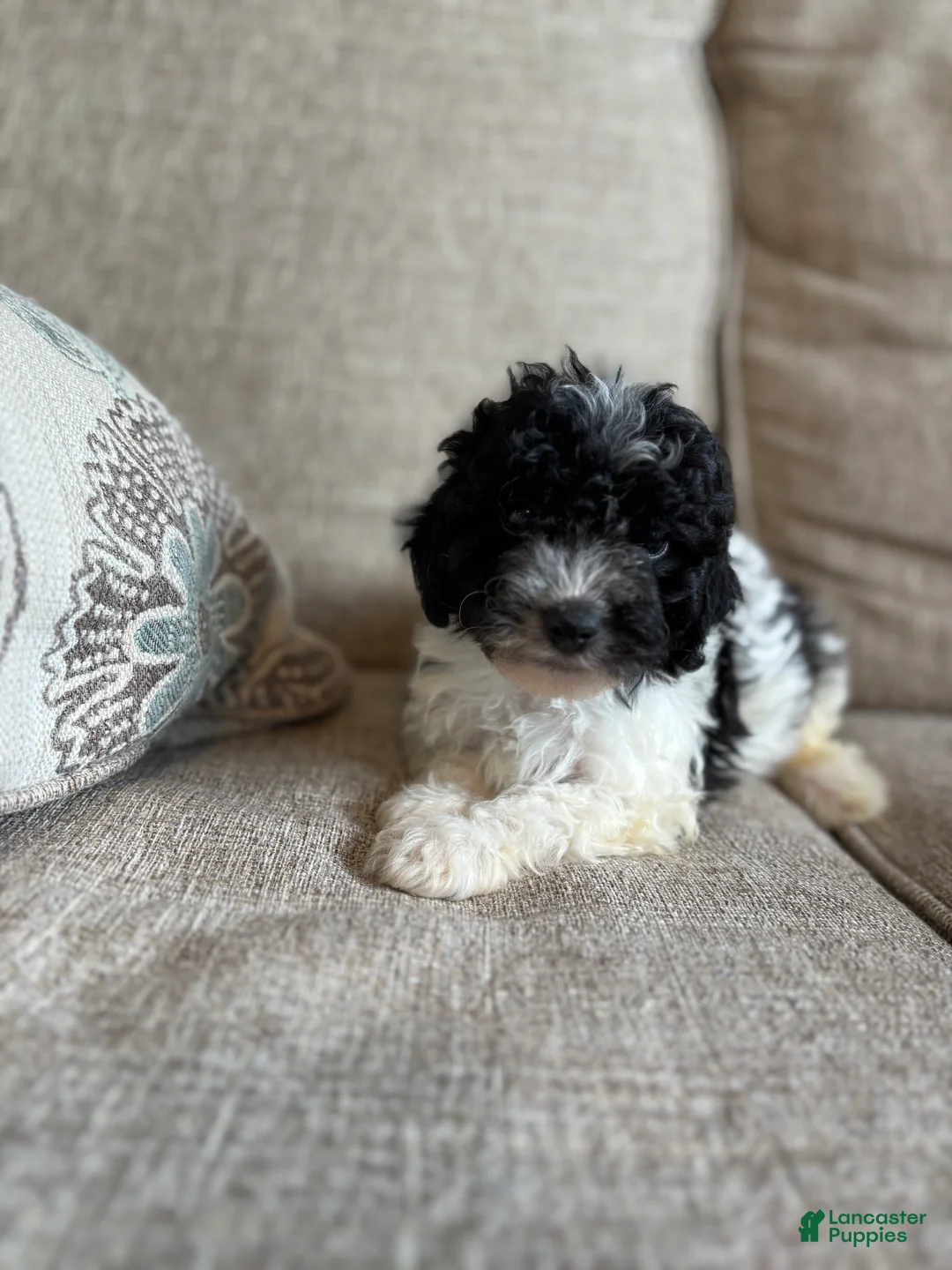 Maltipoo dogs for sale: Domino  - Ad 1
