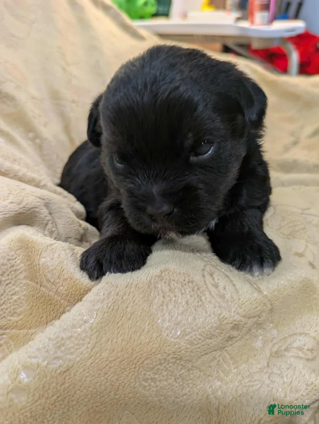 Mixed Breed dogs for sale: Mixed Breed Puppy 3 - Ad 2