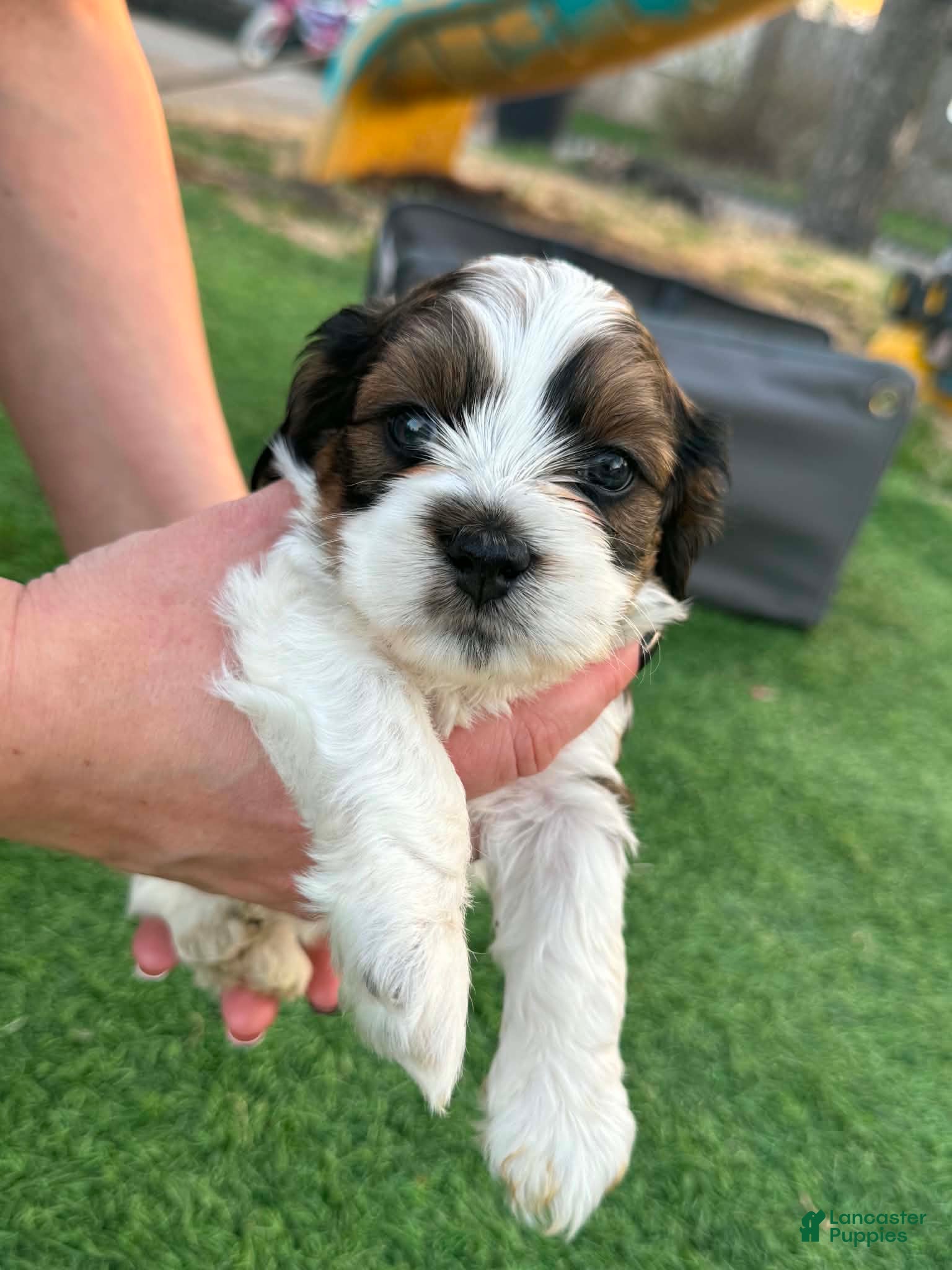 Mixed Breed dogs Mixed Breed Puppy 6 - Ad 41