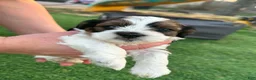 Mixed Breed dogs for sale: Mixed Breed Puppy 6 - Ad 1