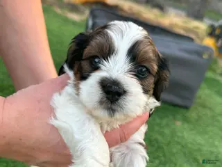 Mixed Breed dogs Mixed Breed Puppy 6 - Ad 41