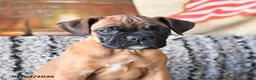 Boxer dogs for sale: Blessing - Ad 2
