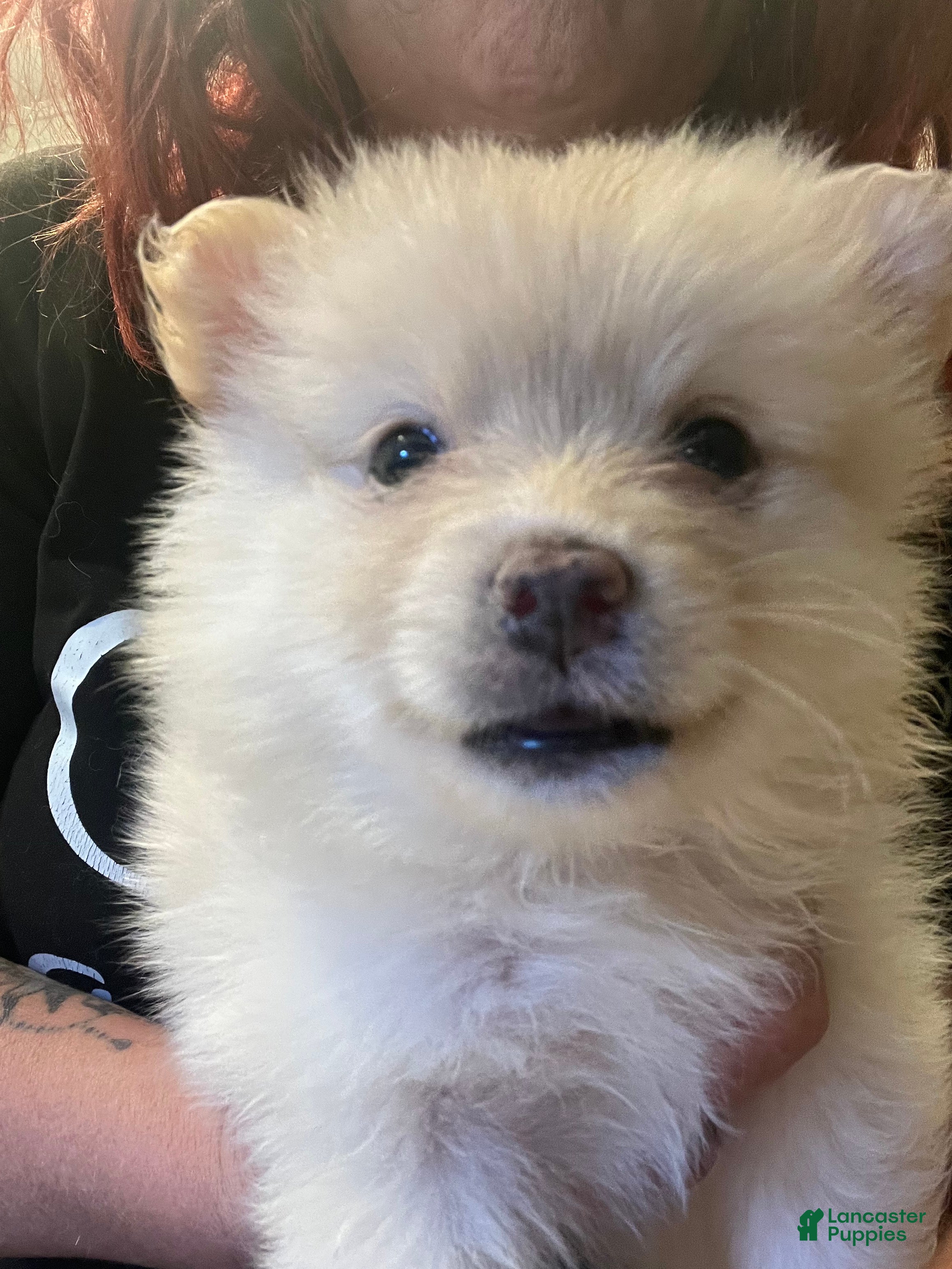 Pomeranian dogs Pomeranian Puppy 2 - Ad 14