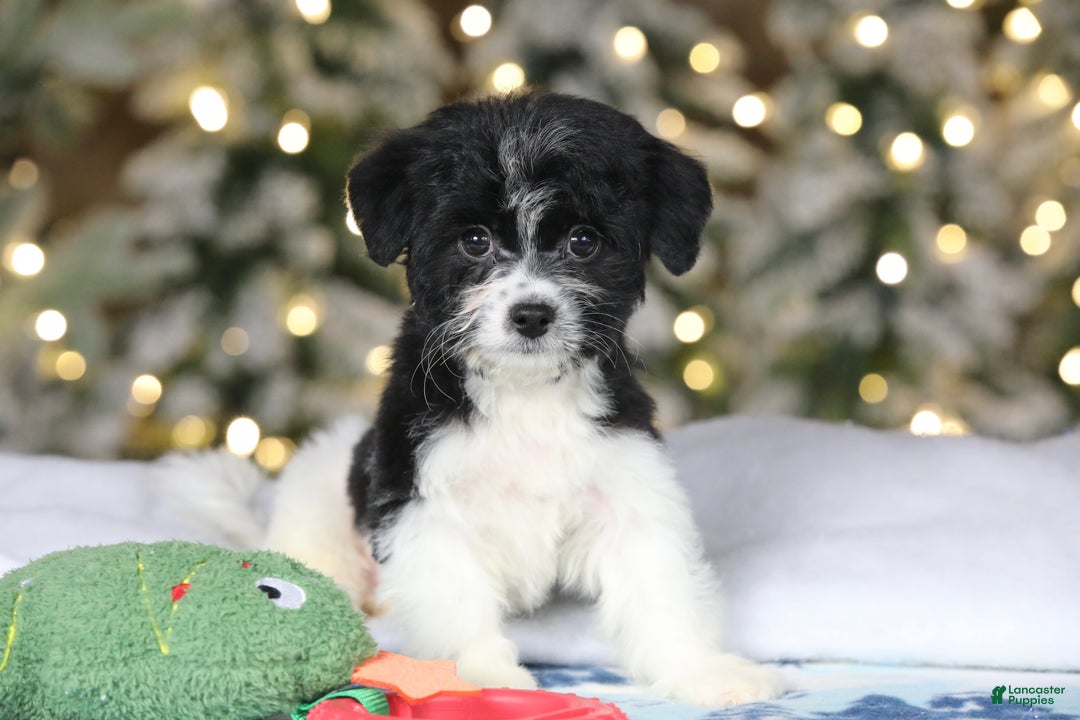 Teddy Bear dogs for sale: Noelle - Ad 20