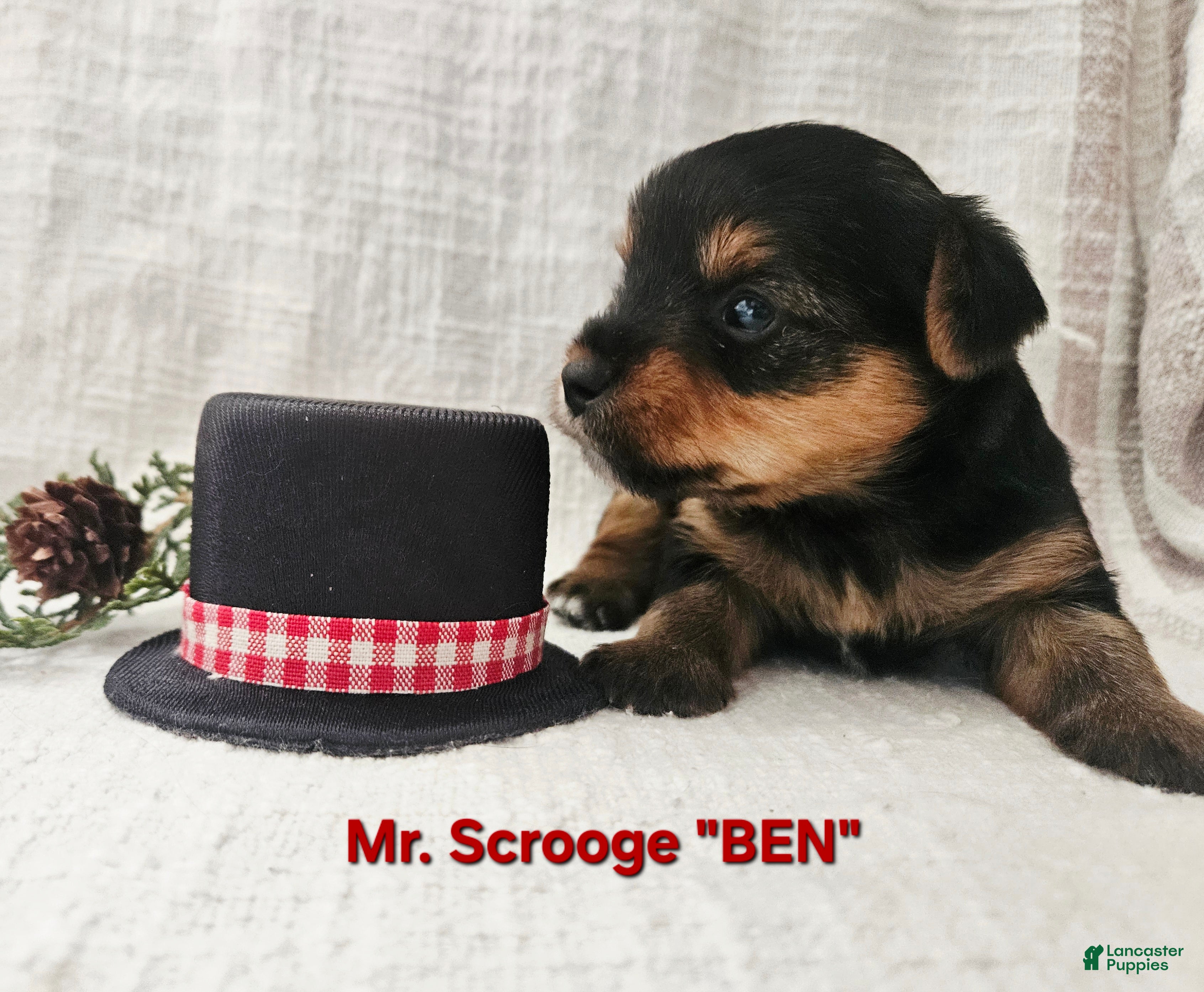 Yorkshire Terrier dogs  "Ben" Scrooge  - Ad 5