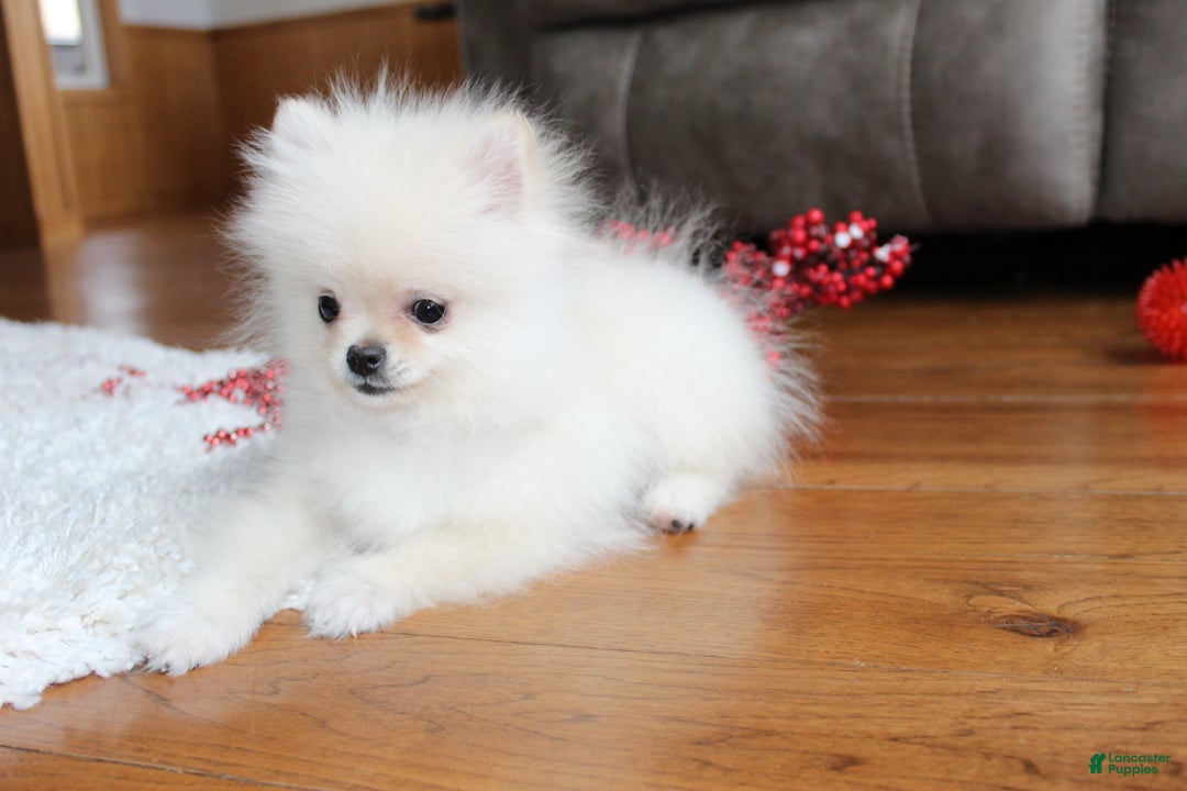 Pomeranian dogs for sale: Teacup Tony - Ad 18