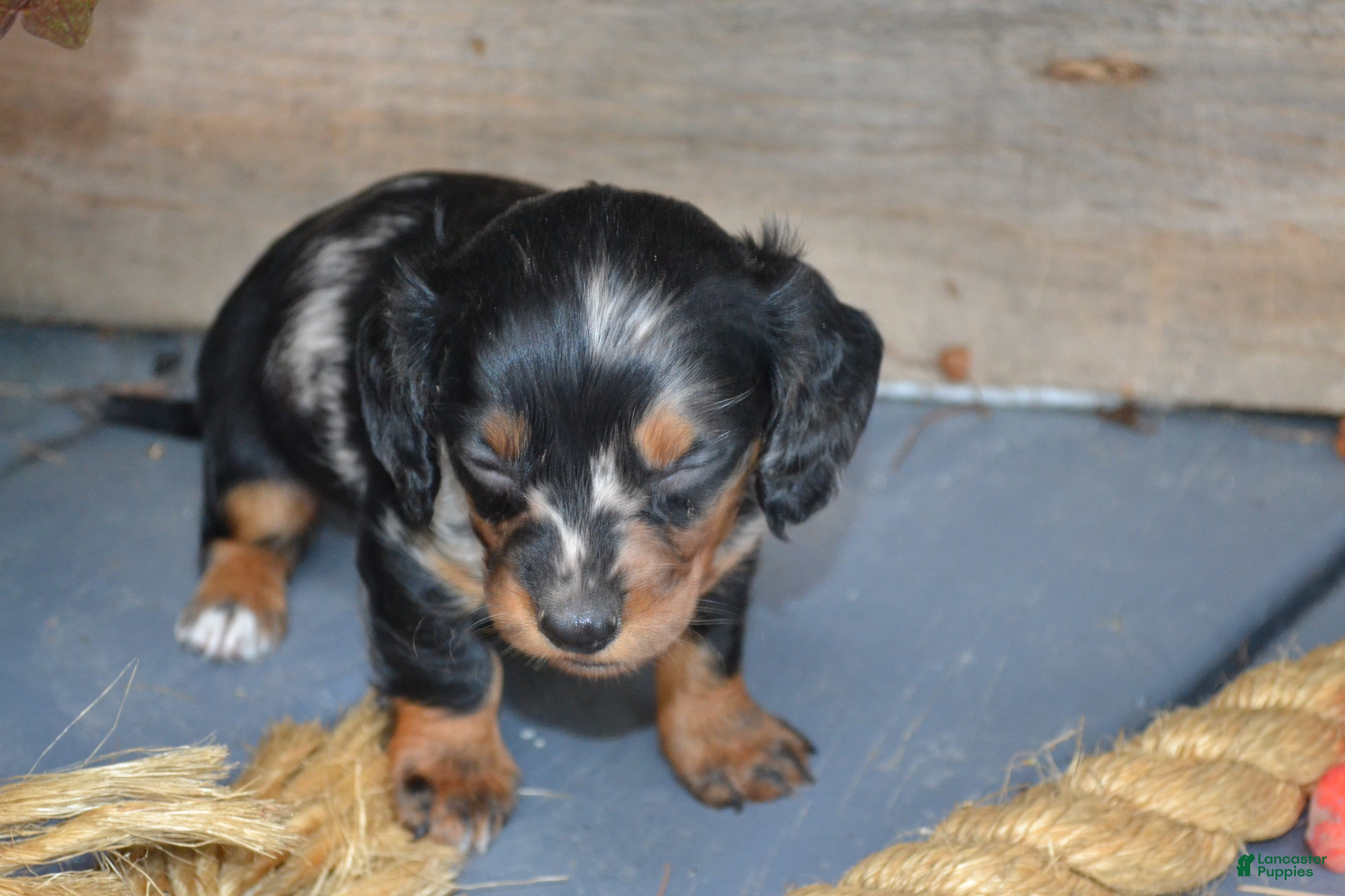 Dachshund dogs Tasha - Ad 2