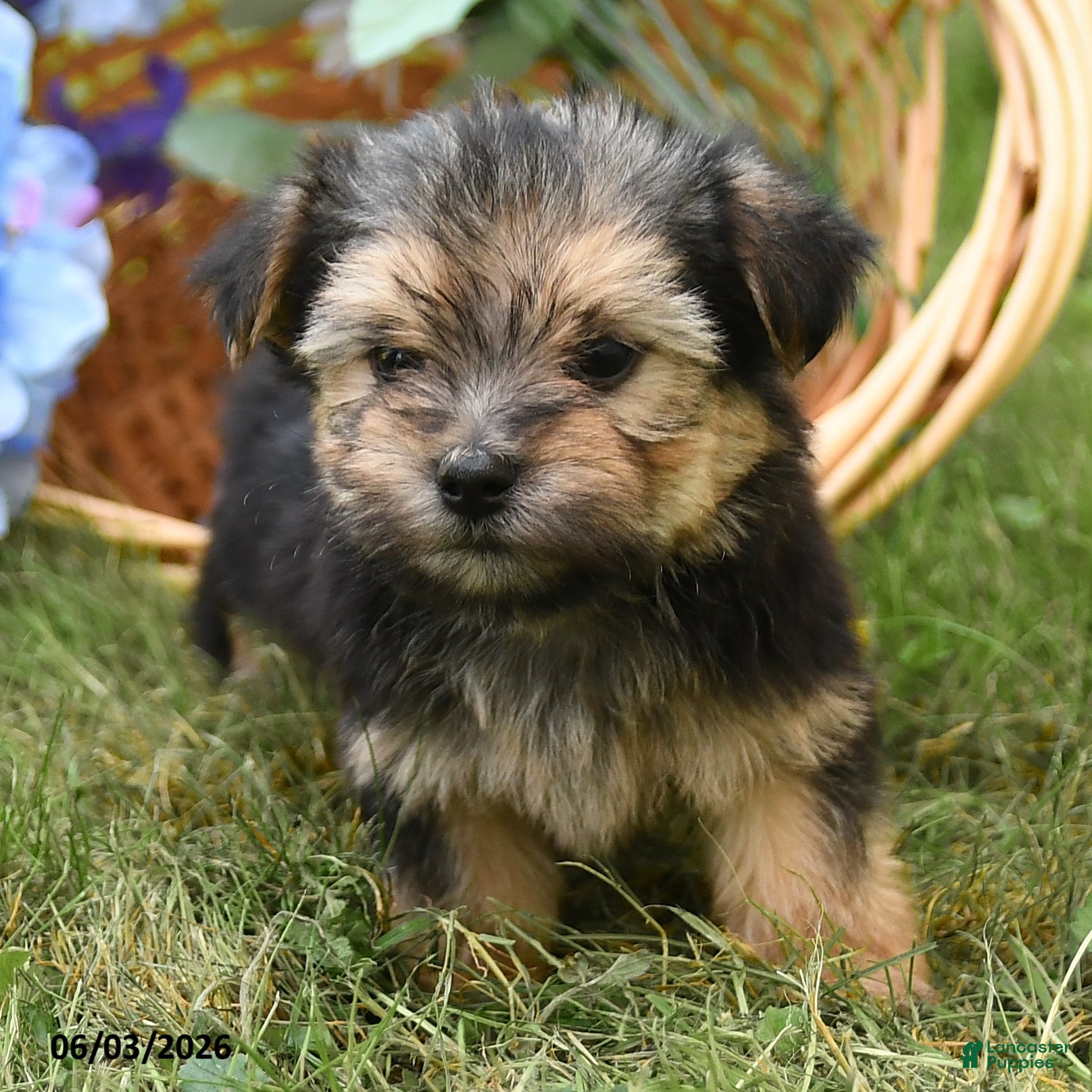 Morkie dogs for sale: Champ  - Ad 5