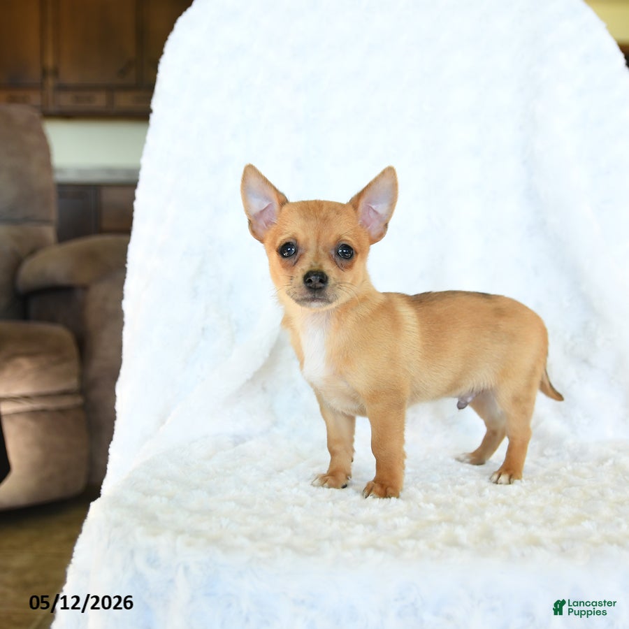 Chihuahua dogs Rusty - Ad 2