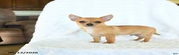 Chihuahua dogs for sale: Rusty - Ad 2