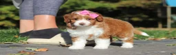 Cavapoo dogs for sale: Goldie - Ad 8