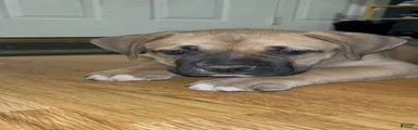 Big Boi