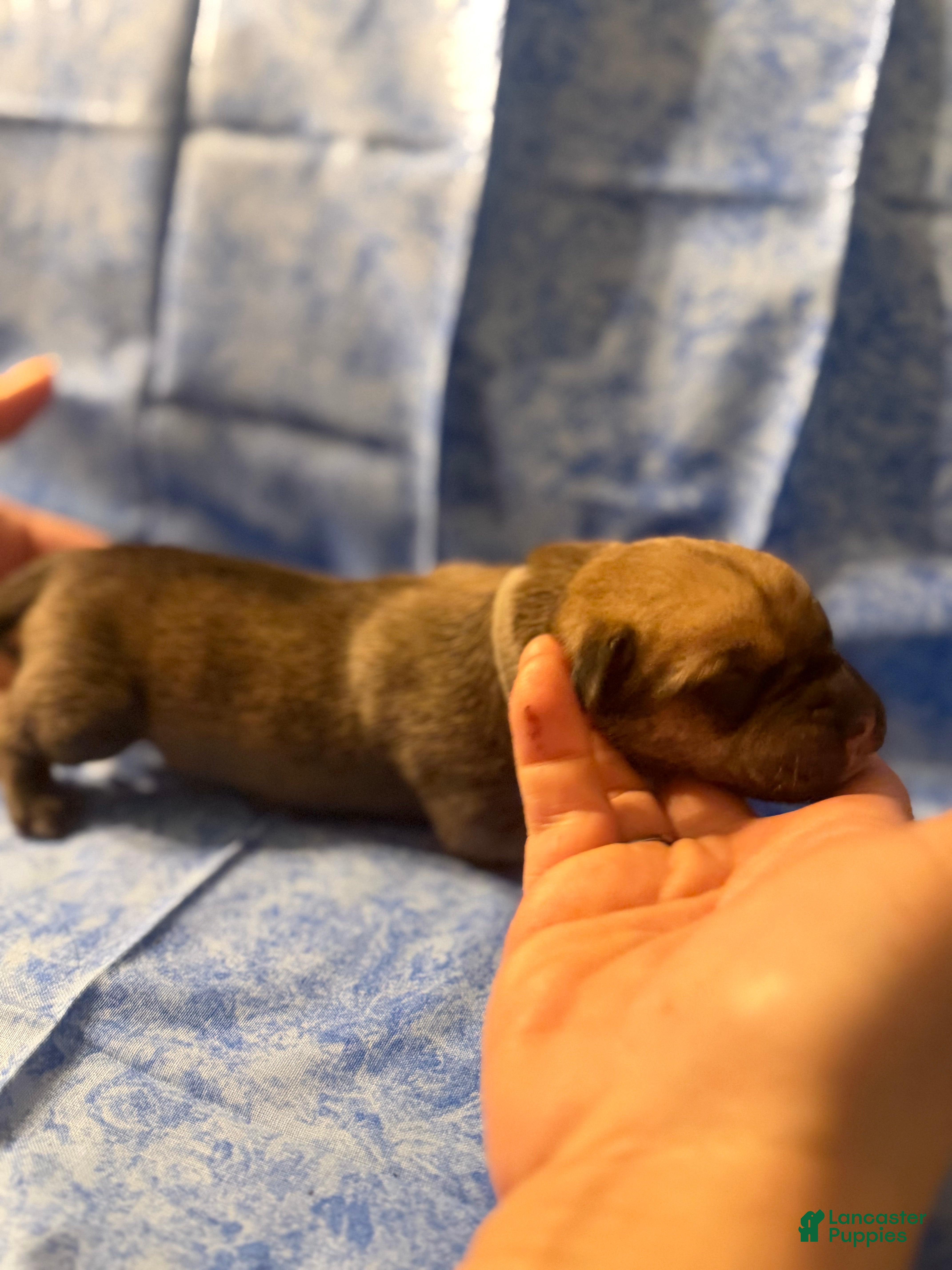 Cane Corso dogs Cane Corso Puppy 2 - Ad 11