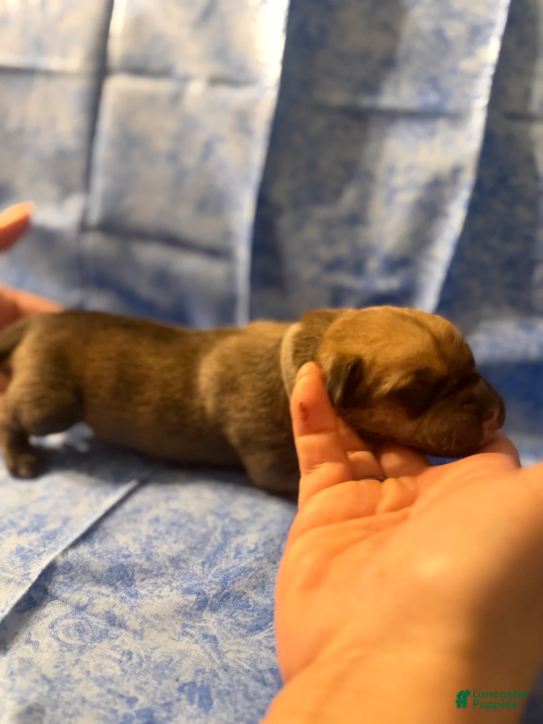 Cane Corso dogs for sale: Cane Corso Puppy 2 - Ad 1