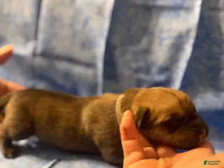 Cane Corso dogs Cane Corso Puppy 2 - Ad 7