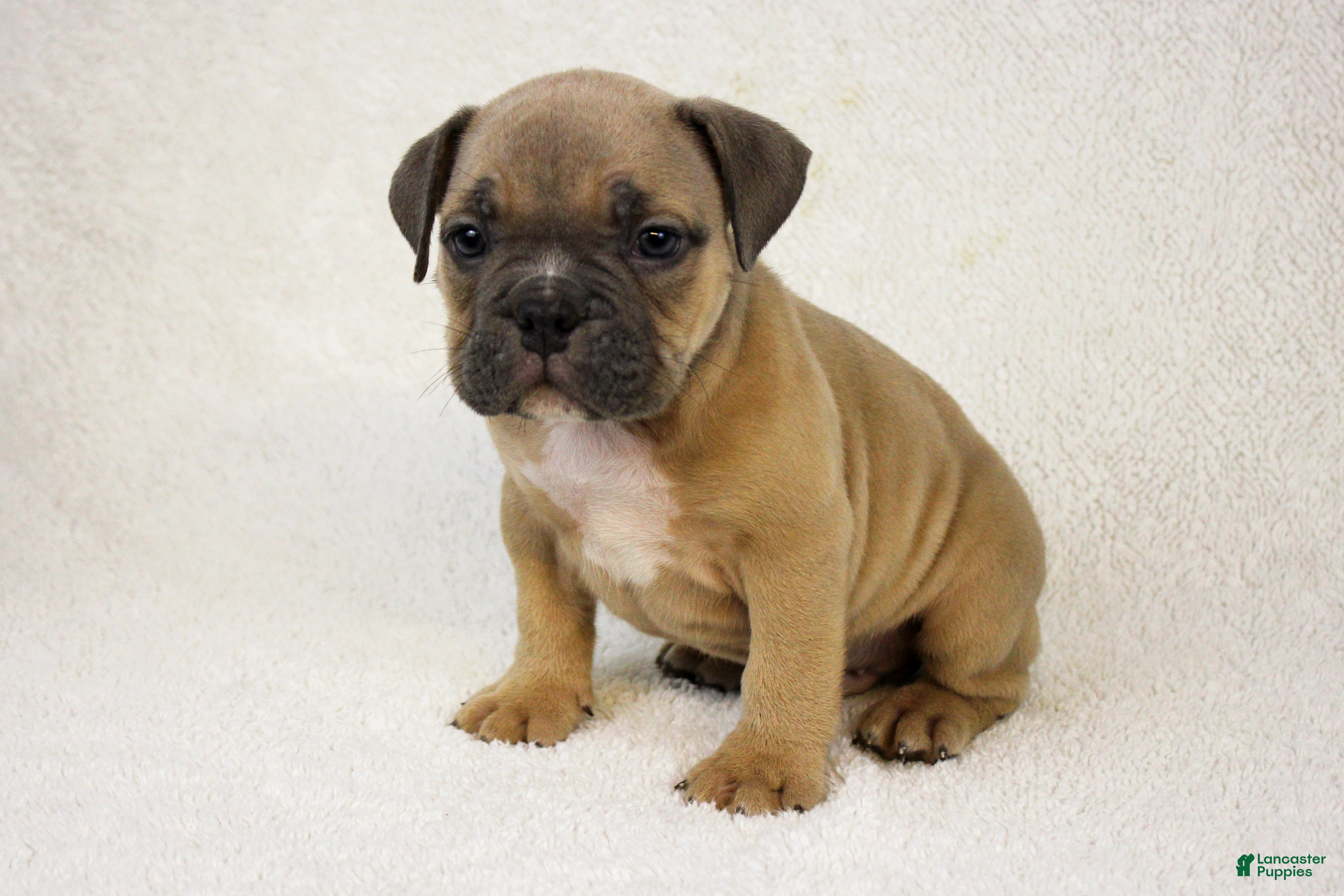 American Bully dogs Fawn male - Ad 23