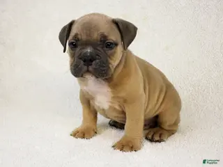 American Bully dogs Fawn male - Ad 23