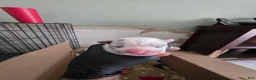 American Bully dogs for sale: American Bully 6 - Ad 2