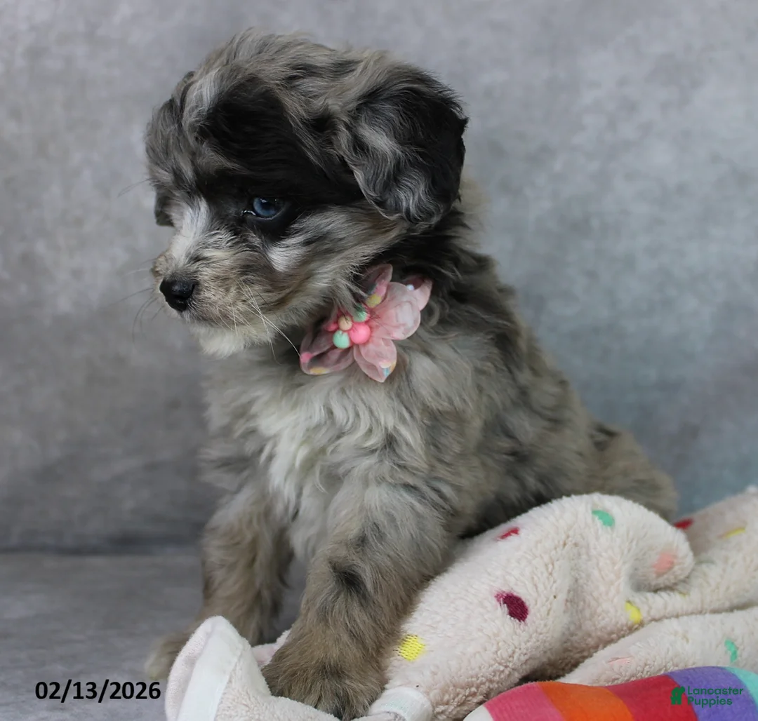 Mini Aussiedoodle dogs for sale: Brooklyn - Ad 2