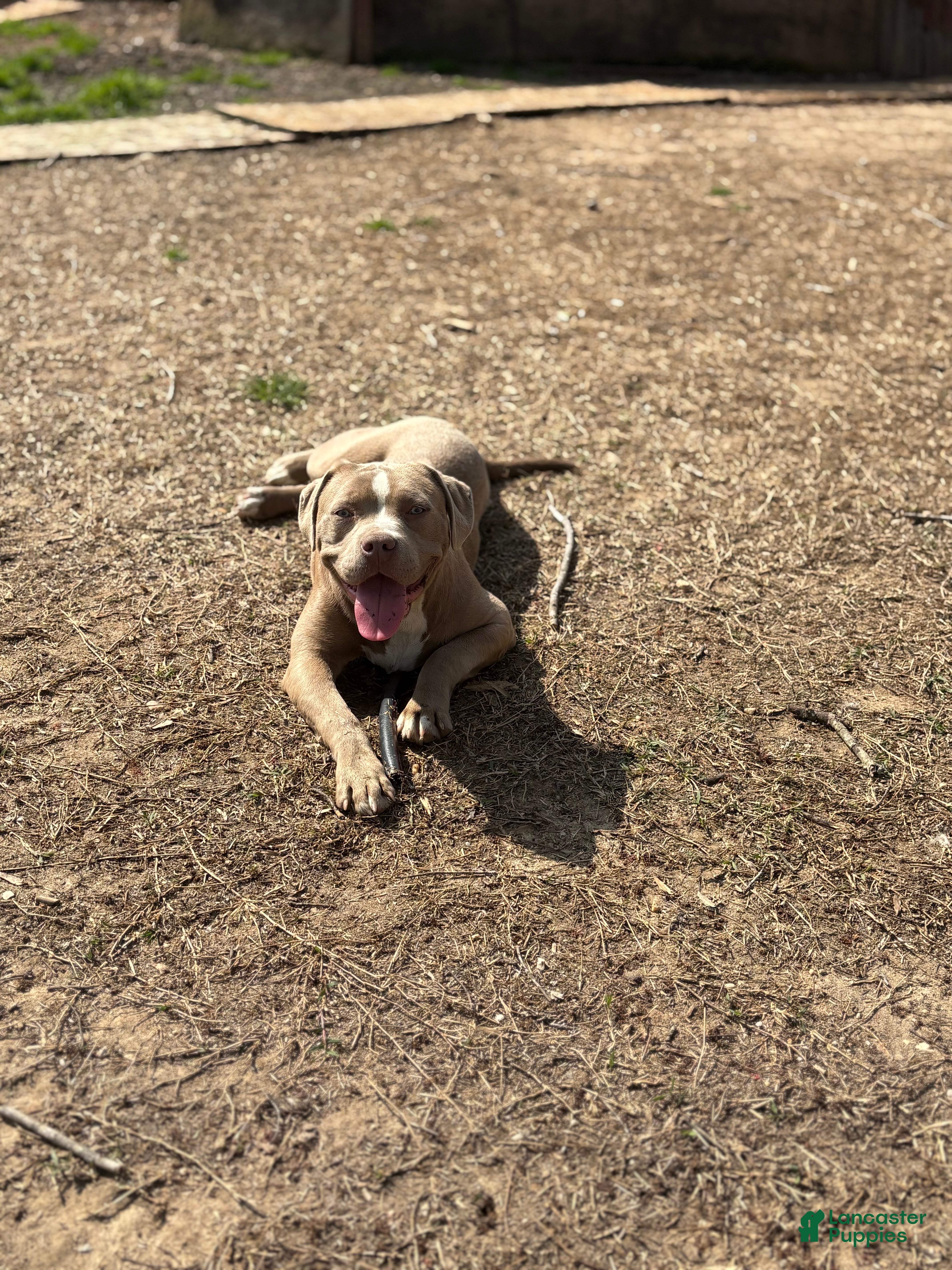 American Bully dogs Brown Sugar - Ad 1