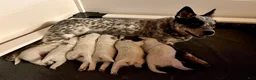 Australian Cattle Dog dogs for sale: Kayce - Ad 13