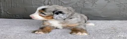 Mini Bernedoodle dogs for sale: Ryder  - Ad 7