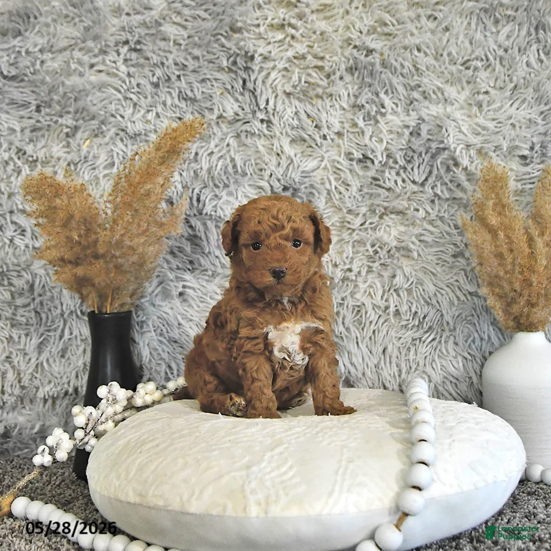 Toy Poodle dogs for sale: Asher - Ad 1