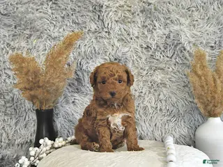 Toy Poodle dogs for sale: Asher - Ad 3