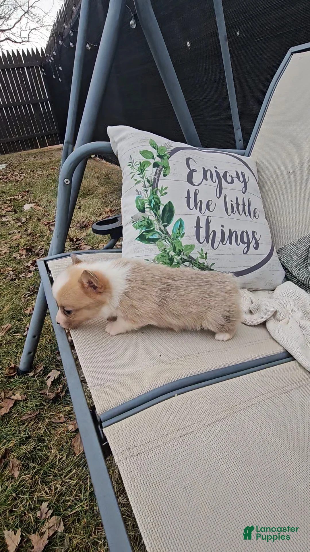 Mixed Breed dogs for sale: Rhea - Ad 5