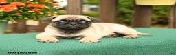 Pug dogs for sale: Minnie - Ad 4