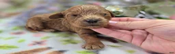 Cockapoo dogs for sale: Nigel - Ad 3