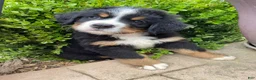 Bernese Mountain Dog dogs for sale: Smudge - Ad 2