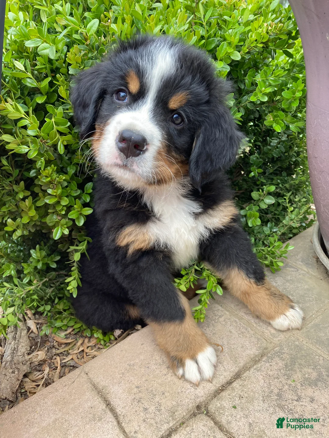 Bernese Mountain Dog dogs for sale: Smudge - Ad 2