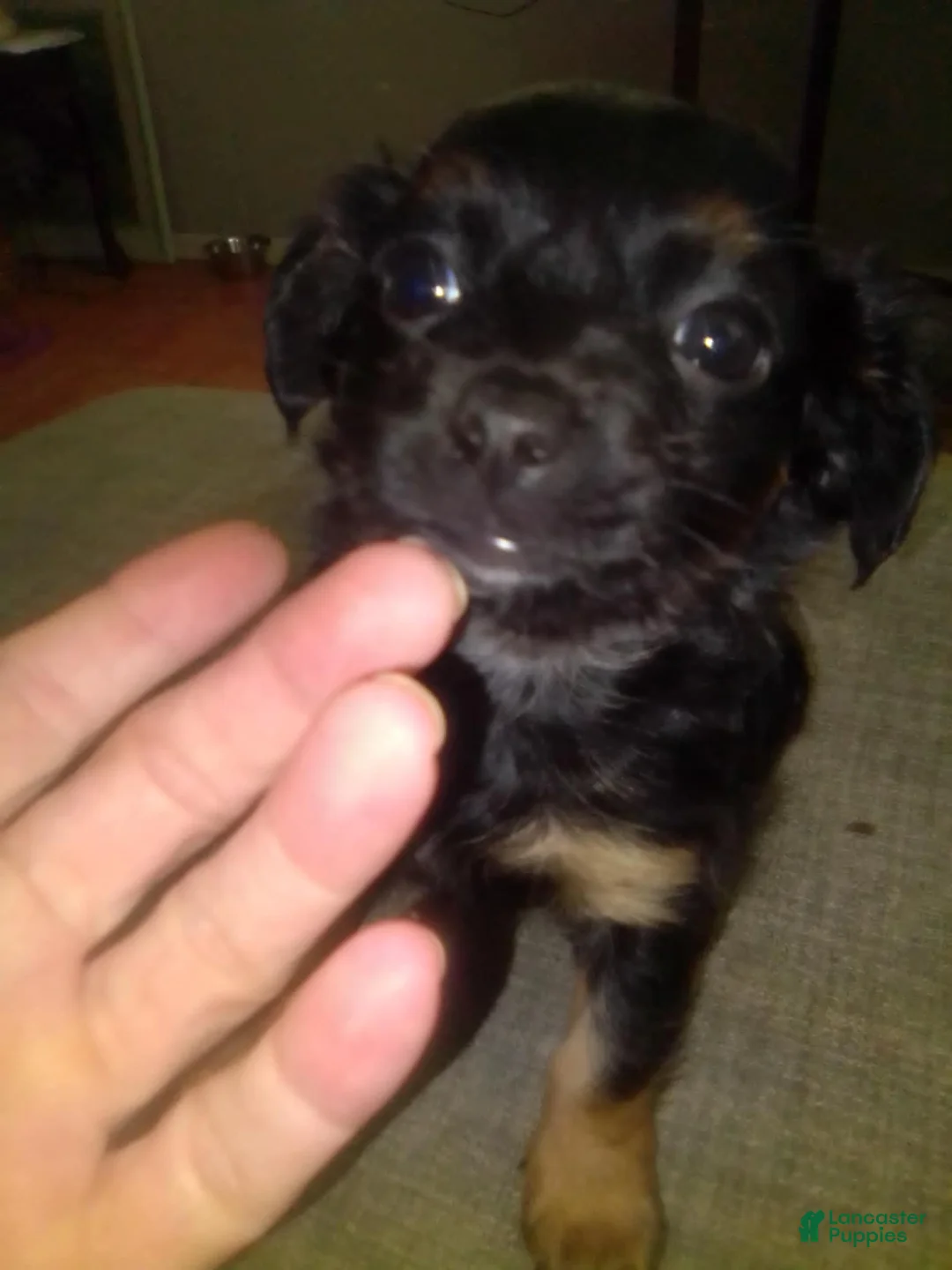 Mixed Breed dogs for sale: Mixed Breed 3 - Ad 2