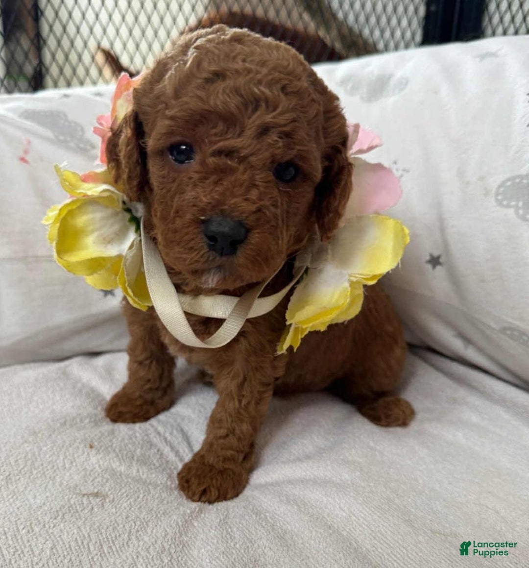 Cavapoo dogs for sale: Johnny  - Ad 9