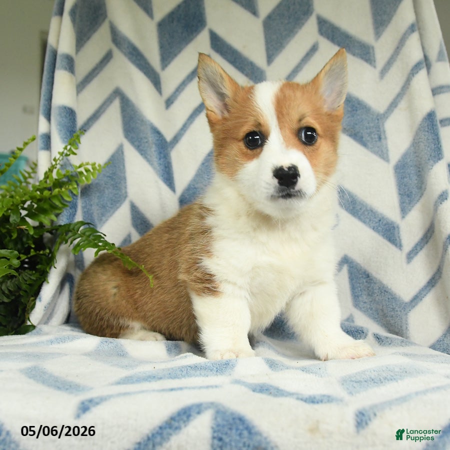 Welsh Corgi Pembroke dogs Paris - Ad 1